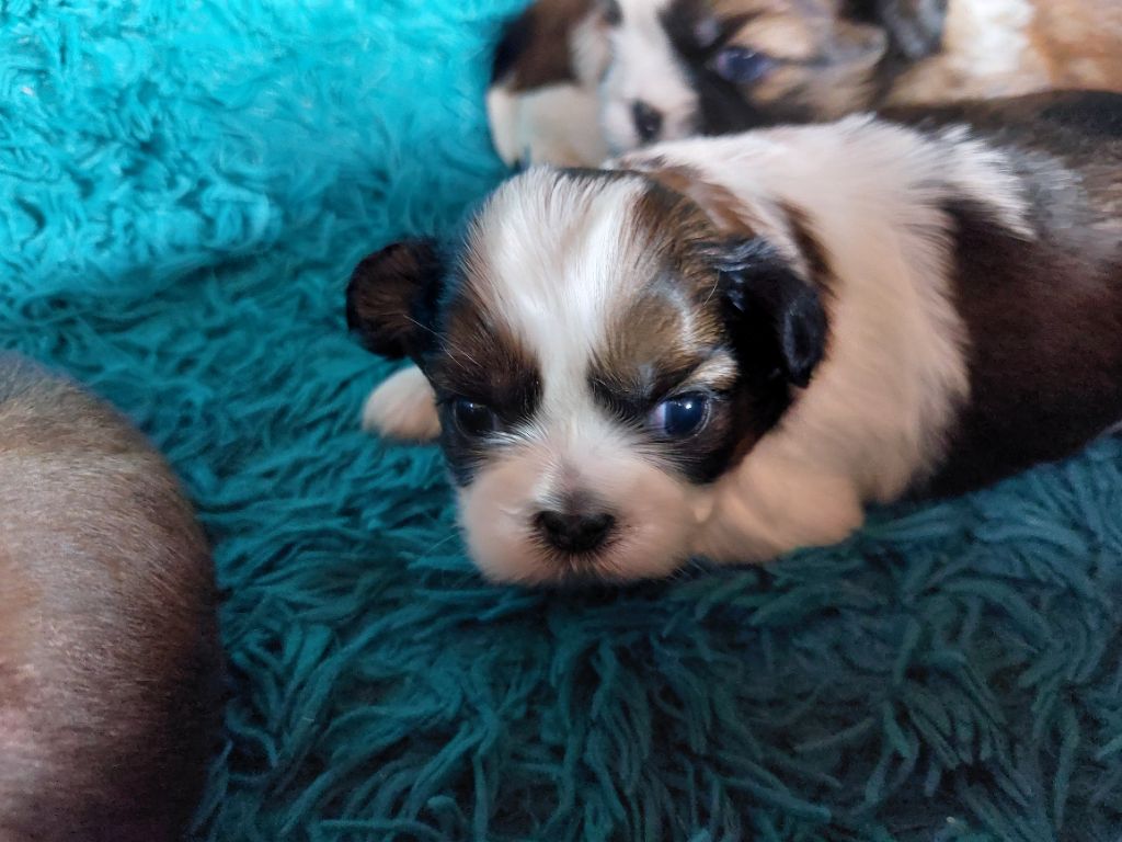 D'Agati-Tzu - les petits de 2025