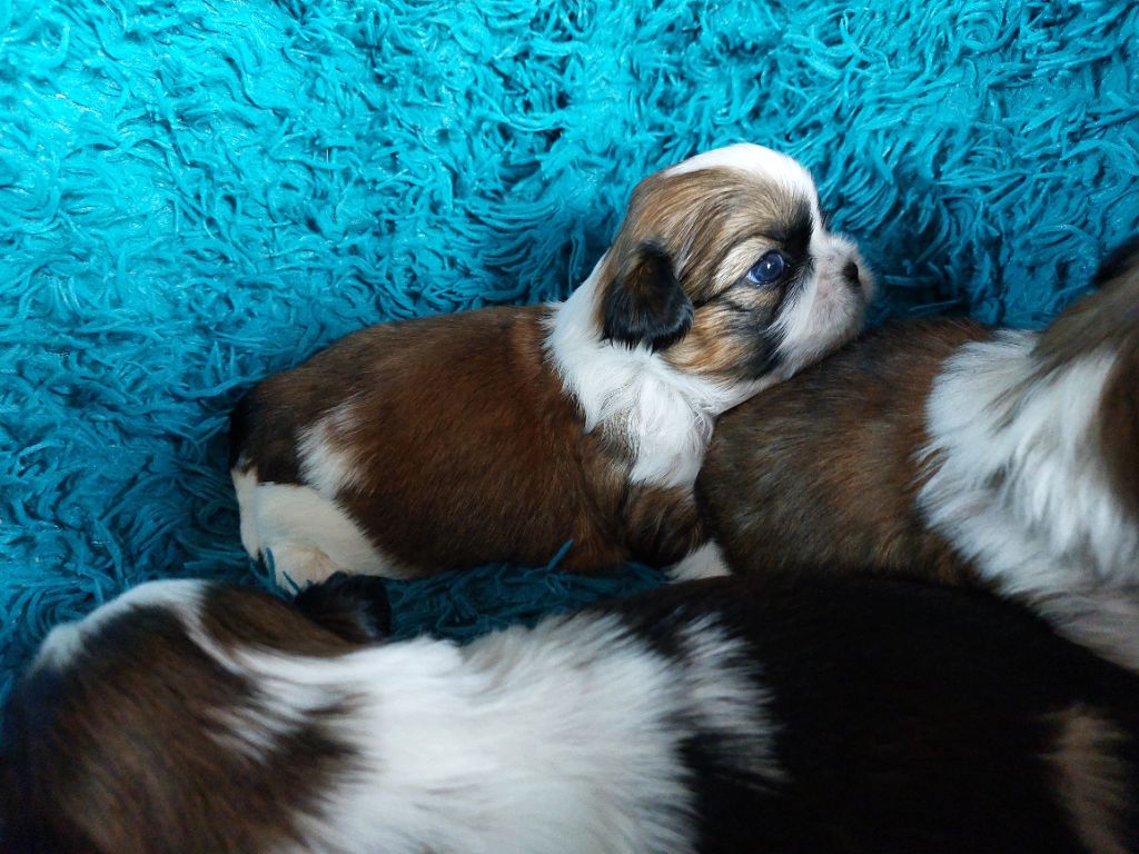 D'Agati-Tzu - les petits de 2025