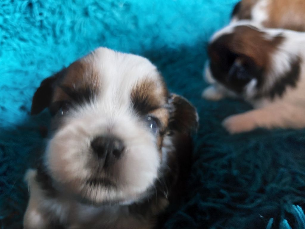 D'Agati-Tzu - les petits de 2025