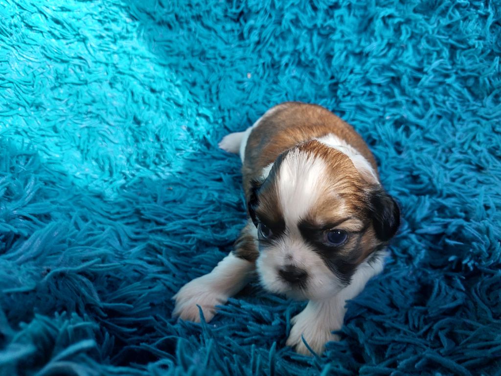 D'Agati-Tzu - Chiots disponibles - Shih Tzu