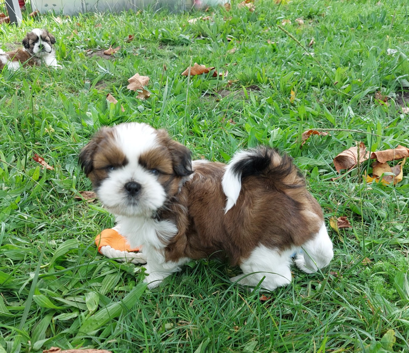 D'Agati-Tzu - Chiots disponibles - Shih Tzu