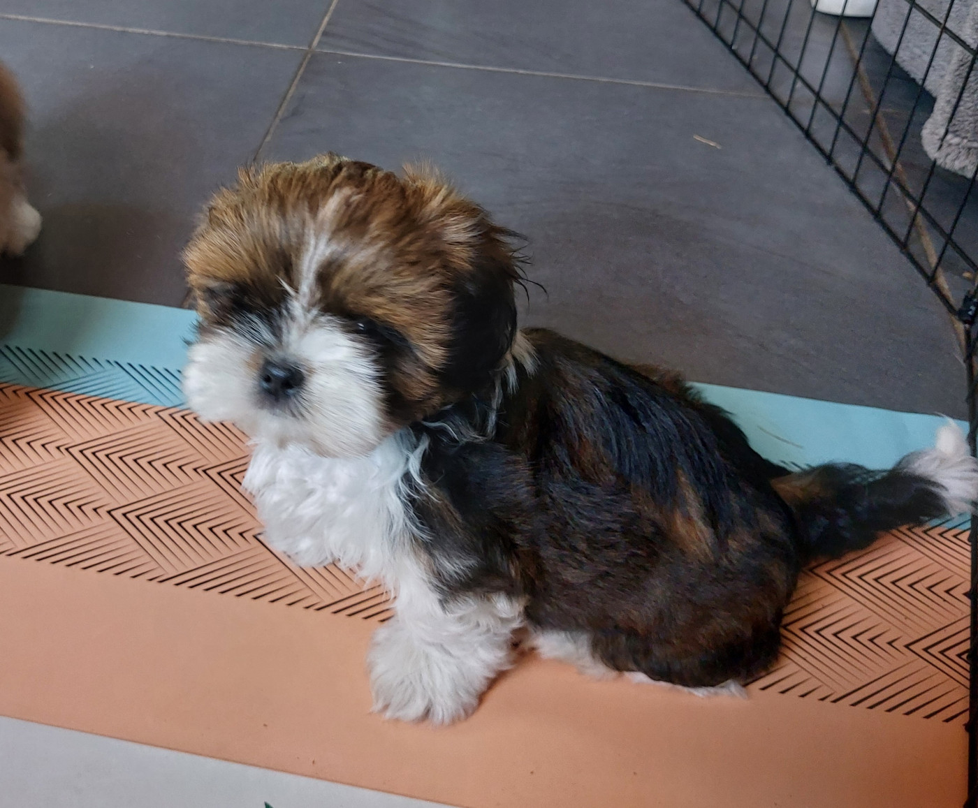 D'Agati-Tzu - Chiots disponibles - Shih Tzu
