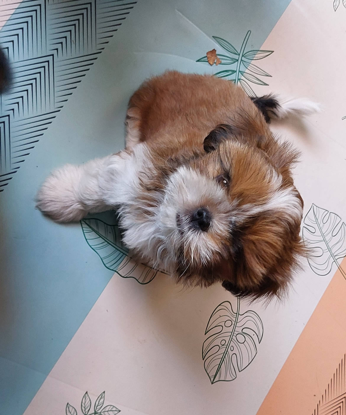 D'Agati-Tzu - Chiots disponibles - Shih Tzu