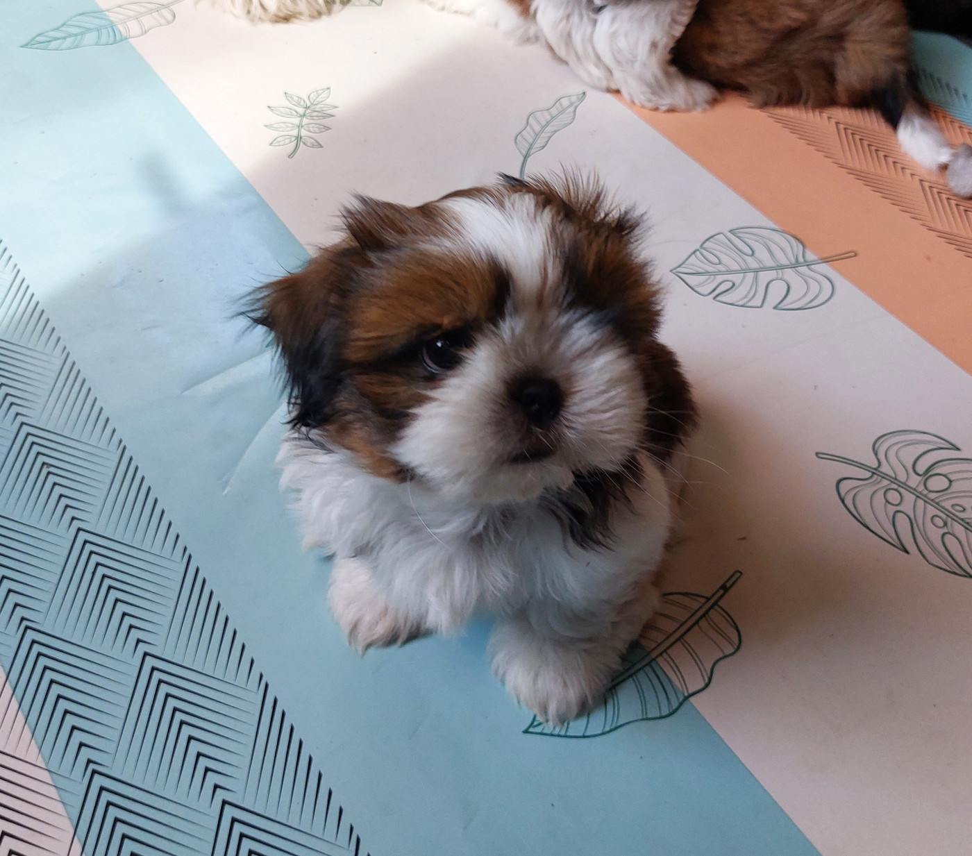 D'Agati-Tzu - Chiots disponibles - Shih Tzu