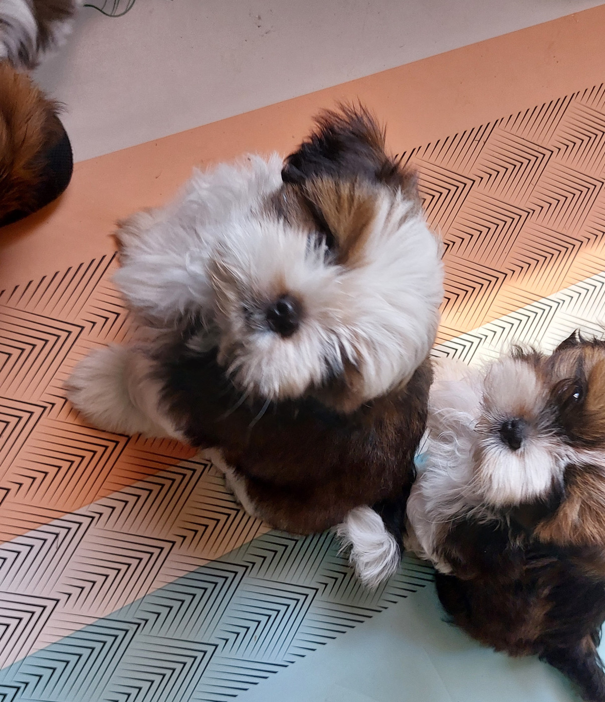 D'Agati-Tzu - Chiots disponibles - Shih Tzu