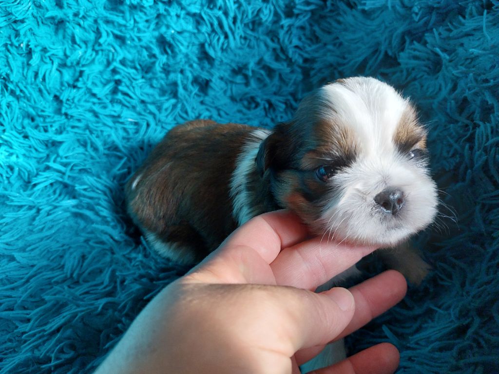 D'Agati-Tzu - Chiots disponibles - Shih Tzu