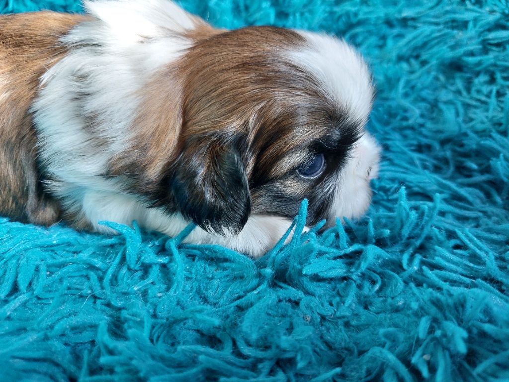 D'Agati-Tzu - Chiots disponibles - Shih Tzu