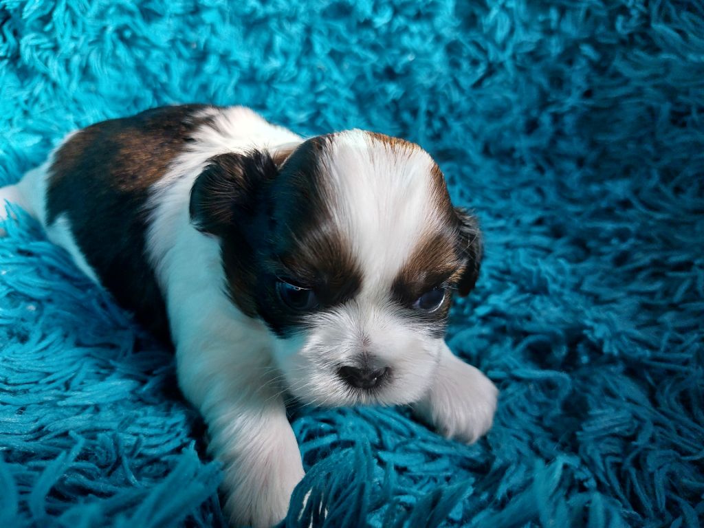 D'Agati-Tzu - Chiots disponibles - Shih Tzu